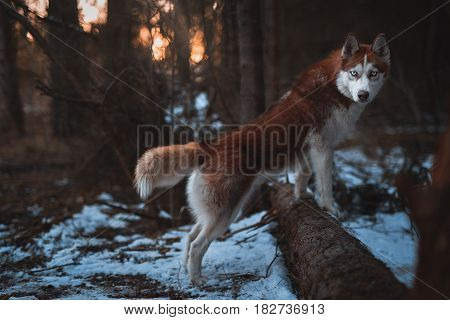 Dog breed Siberian Husky walking in spring forest background sunrise standing on the tree