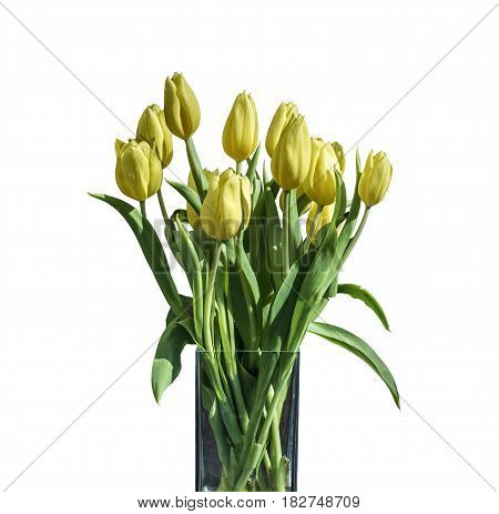 Spring bouquet of yellow tulips isolated on the white background in a bucket