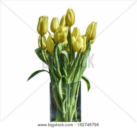 Spring bouquet of yellow tulips isolated on the white background in a bucket version 3