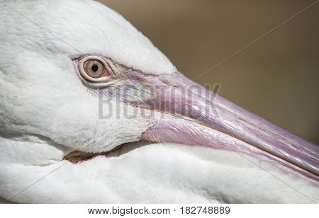 eye of a pelican resting in Tulum, in  Mexico