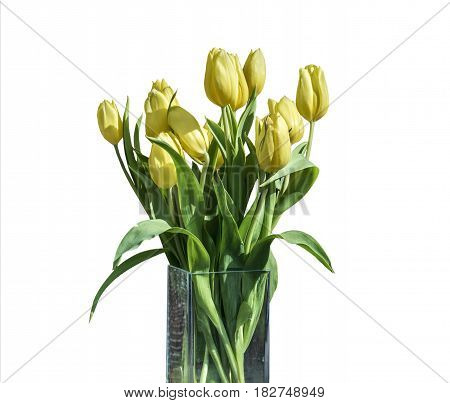 Spring bouquet of yellow tulips isolated on the white background in a bucket version 5