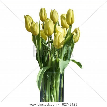 Spring bouquet of yellow tulips isolated on the white background in a bucket version 6