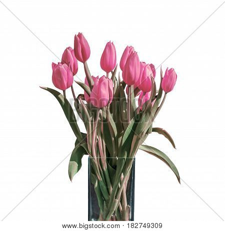 Spring bouquet of pink tulips isolated on the white background in a bucket