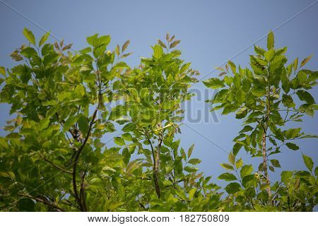 Agasta Dolichandrone Rpathacea Schum Tree
