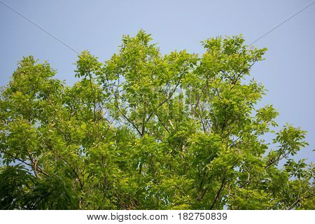 Agasta Dolichandrone Rpathacea Schum Tree