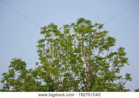 Agasta Dolichandrone Rpathacea Schum Tree