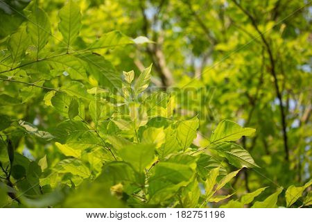 Agasta Dolichandrone Rpathacea Schum Tree