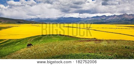 Panorama of the valley of yellow flowers. In the background, the mountains of Tibet and thunderclouds.