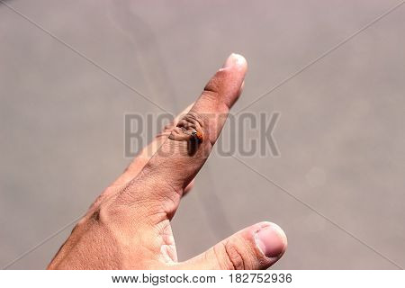Red spotted ladybird or ladybug on top of a human finger over a grey outdoor background