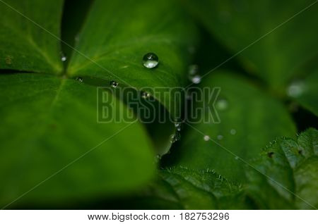 Macro shot of a raindrop on a clover leaf