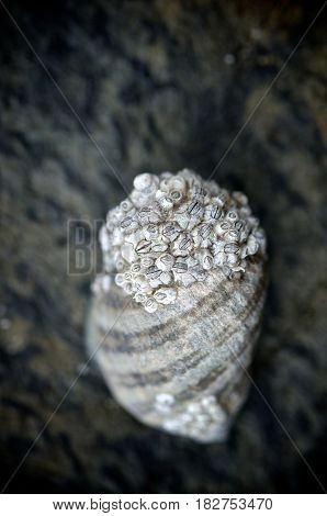Barnacles on a shell on a rock in Oswald West State Park Oregon