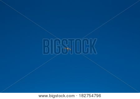 photo of gull in sky with clouds and bright sun
