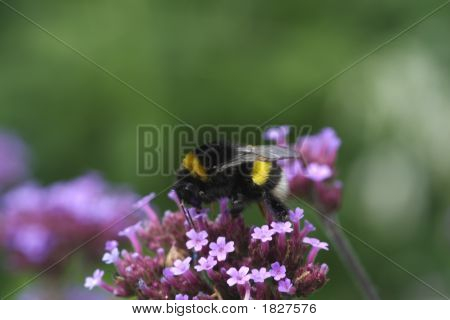 Hummel auf Verbena
