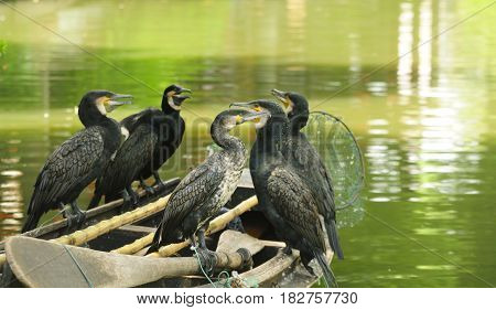 Chinese fishing cormorants resting on the edge of a wooden boat on the water canals of Luzhi water town in Jiangsu province.
