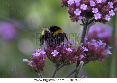 Hummel auf lila Blüten