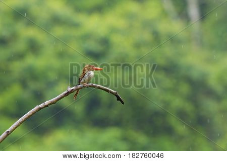 Banded Kingfisher catching on a tree branch in the forest, Thailand