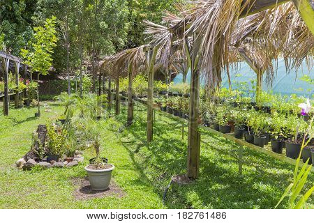 Tree and tropical plant in nursery Martinique
