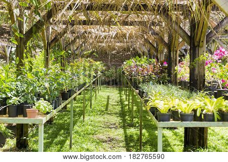 Tree and tropical plant in nursery, Martinique