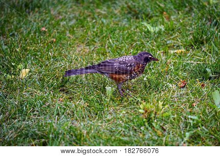 A young American robin (Turdus migratorius) stands on a lawn in Joliet, Illinois during July.