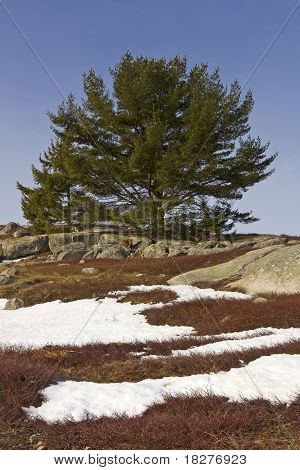 Blueberry Field With Snow Rocks And Scrub Tree