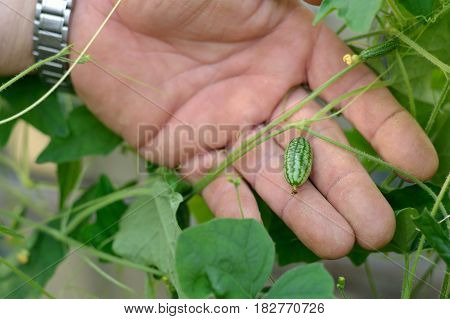 Person holding mexican cucumber plant to show size ratio