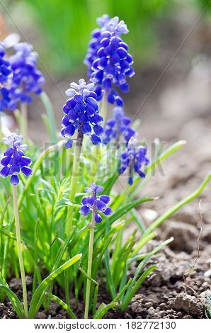 small blue flowers bloom in spring muskari outdoors