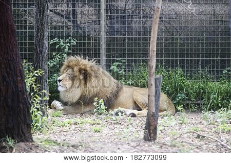 Lion