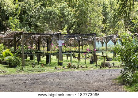 Tree and tropical plant in nursery, Martinique
