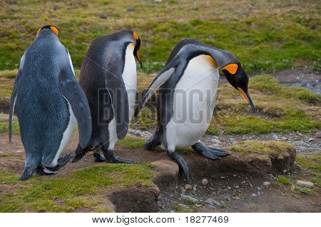 Tre re pinguini
