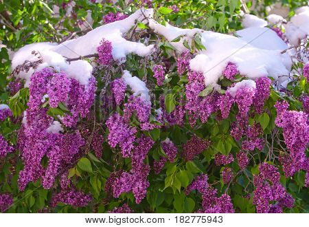 Blooming lilac shrub after spring snowfall lilac blossom