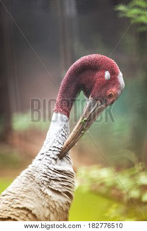 Close up Head of Eastern Sarus Crane Grus Antigone Sharpii  on Wetlands in Thailand.