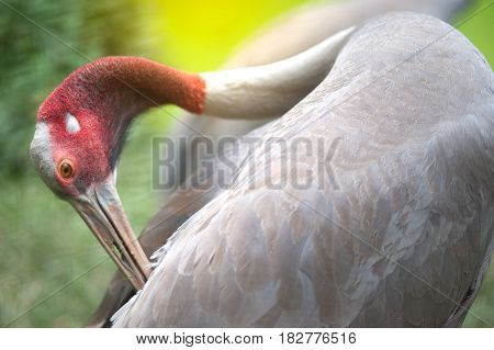 Close up Head of Eastern Sarus Crane Grus Antigone Sharpii  on Wetlands in Thailand.