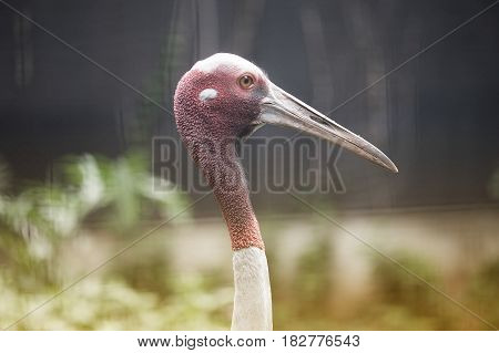 Close up Head of Eastern Sarus Crane Grus Antigone Sharpii  on Wetlands in Thailand.