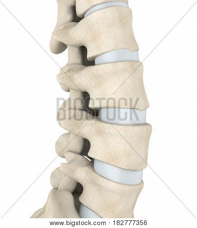 Human Spine Anatomy Illustration . 3D render