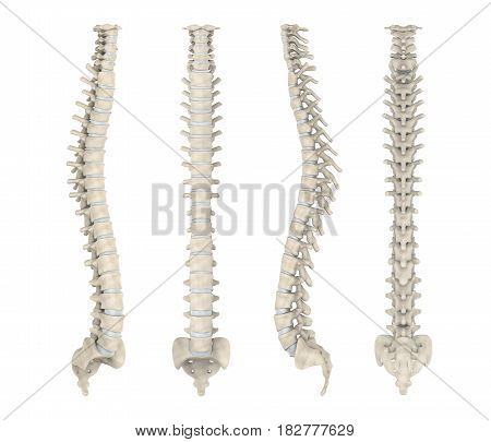 Human Spine Anatomy Illustration . 3D render