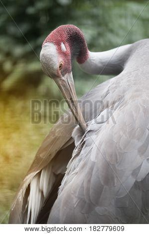 Close up of Eastern Sarus Crane Grus Antigone Sharpii  on Wetlands in Thailand.