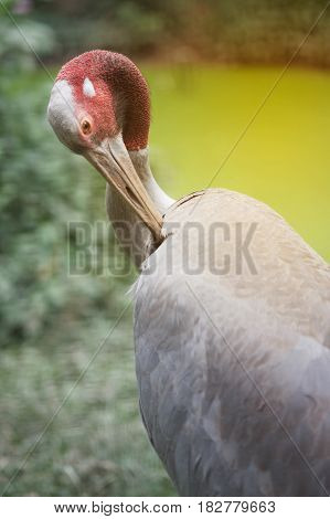 Close up of Eastern Sarus Crane Grus Antigone Sharpii  on Wetlands in Thailand.