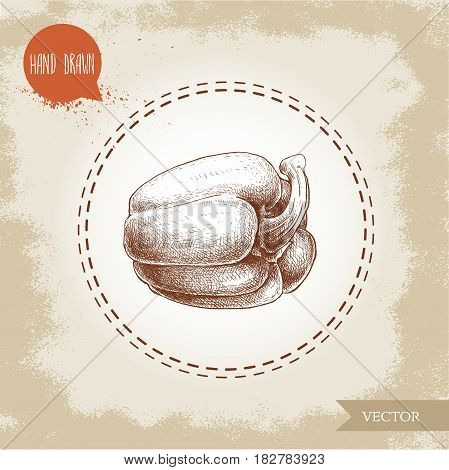 Hand drawn illustration of bell pepper. Sketch style vector capsicum. Health eco food fresh farm drawing.