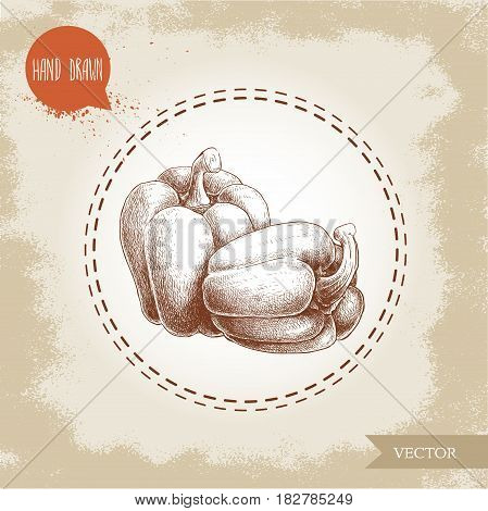 Hand drawn illustration of bell peppers. Sketch style vector capsicums. Health eco food fresh farm drawing.