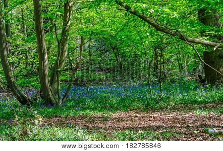 Bluebells in the woods in Essex countryside in springtime