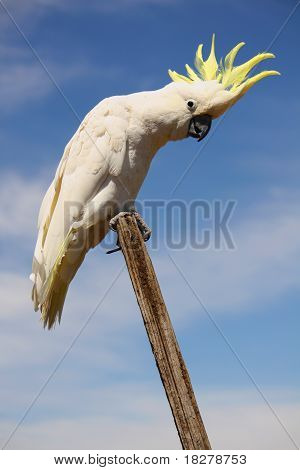 Австралийский серы хохлатая Какаду (Cacatua галерита)