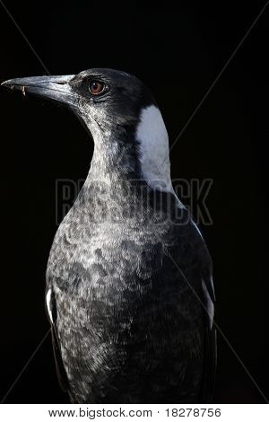 Australiska skata (Gymnorhina tibicen)