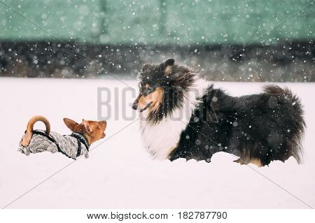 Two Funny Dogs Play Together. Funny Dog Red Brown Miniature Pinscher Pincher Min Pin And Shetland Sheepdog, Sheltie, Collie Playing Outdoor In Snow, Winter Season. Playful Pet Outdoors.