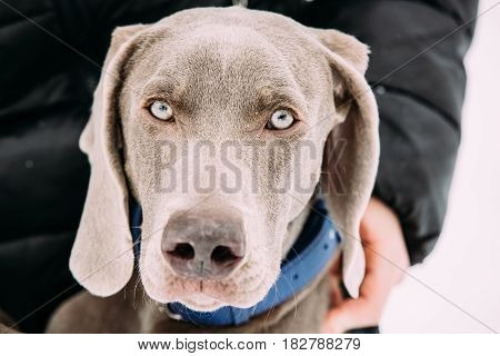 Close Portrait Of Beautiful Weimaraner Dog. The Weimaraner Is An All-purpose Gun Dog.