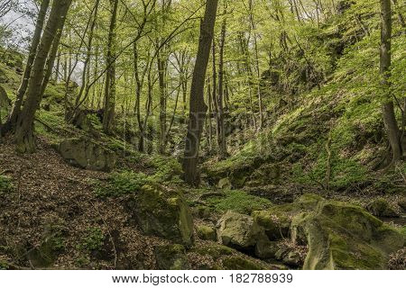 Leaf and pine tree forest near Dolni Zalezly village in spring day