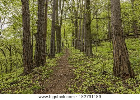Leaf and pine tree forest near Dolni Zalezly village in spring day