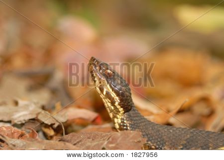 Agkistrodon Piscivorus Leucostoma