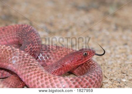 Masticophis Flagellum Testaceus