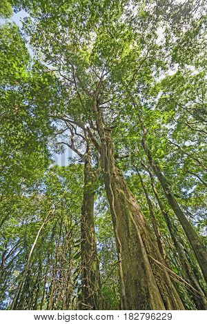 Looking up into the Rain Forest Canopy in Tortuguero National Park in Costa Rica