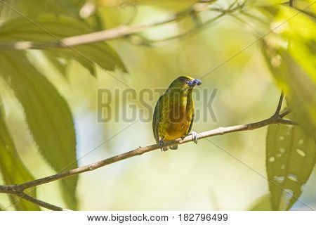 Olive Backed Euphonia eating in a Tree in Tortuguero National Park in Costa Rica